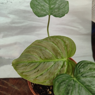 Philodendron Majestik