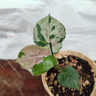 Syngonium Grey Ghost
