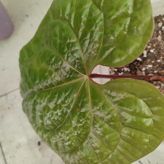 Anthurium Luxurians x Radicans