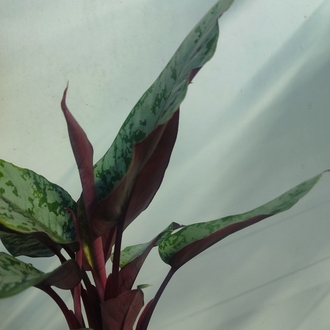 Apobalis altissima