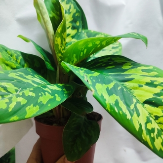 Homolomena camuflage