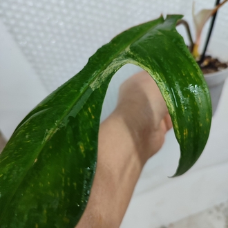 Philodendron Florida Beauty, 