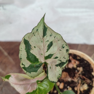 Syngonium Grey Ghost