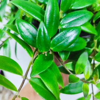 Tomurcuklu, buyuk boy Ruj Cicegi #aeschinantusradicans