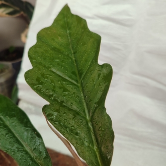 Philodendron Chocoempres