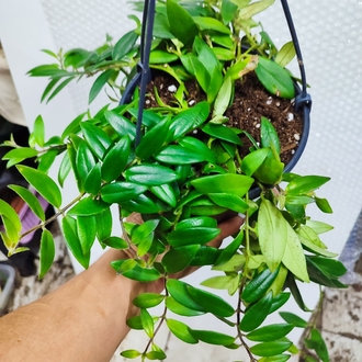 Tomurcuklu, buyuk boy Ruj Cicegi #aeschinantusradicans