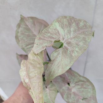 Syngonium Pink Cloud