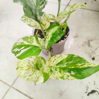 Epipremnum Marble King