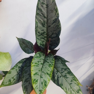 Apobalis altissima