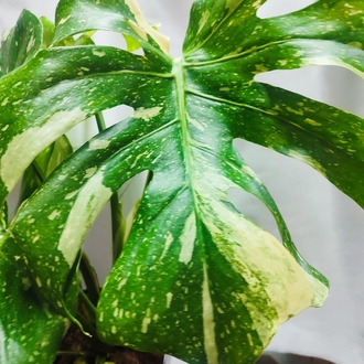 Monstera Thai Constalation