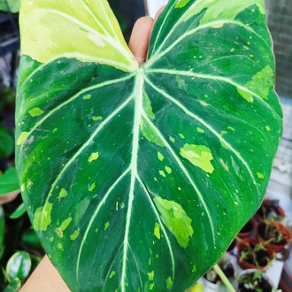 Philodendron Gloriosum Variegata ara celik