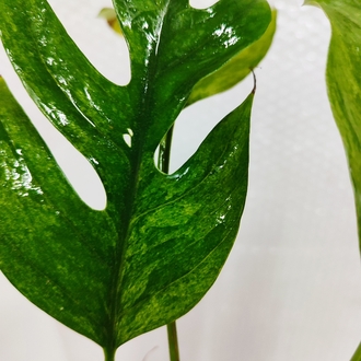 Epipremnum Pinnatum Mint Variegata
