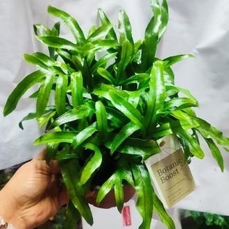 Microsorum diversifolium