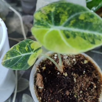 Alocasia Black Velvet Aurea 