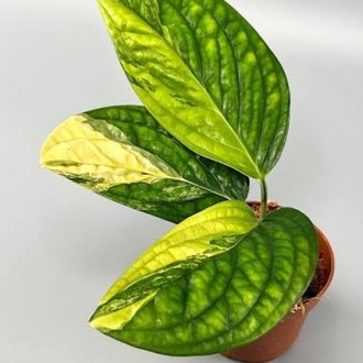 Monstera Peru , olgunlastikca renk belirginlesir