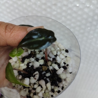 Alocasia Venom Bebekleri 