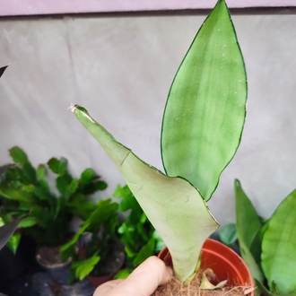 Sansaveria Moon Shine