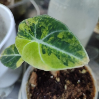 Alocasia Black Velvet Aurea 