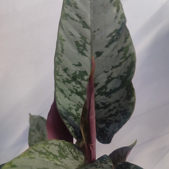 Apobalis altissima