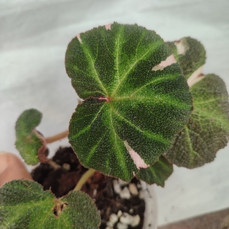 Begonia Solimutata Variegata