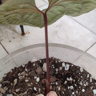 Anthurium Luxurians x Radicans