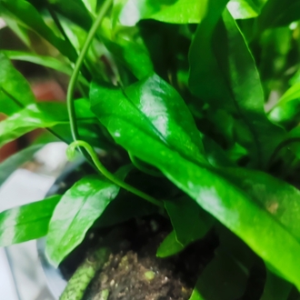 Microsorum diversifolium