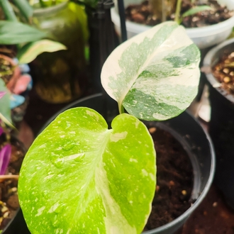 Monstera Thai Constalation Cream Brulee