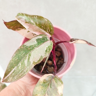 Philodendron pink princess Marble galaxy