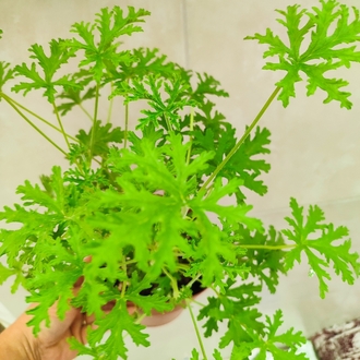 Geranium - Itır