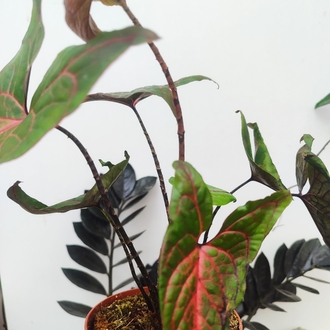 Crystosperma Jhonstonii 