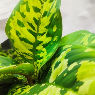 Homolomena camuflage