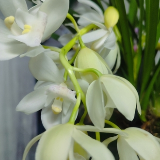 Cymbidium