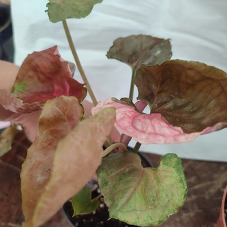 Syngonium Strawberry İce buyuk boy