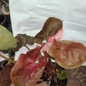 Syngonium Strawberry İce buyuk boy