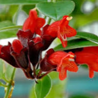Tomurcuklu, buyuk boy Ruj Cicegi #aeschinantusradicans