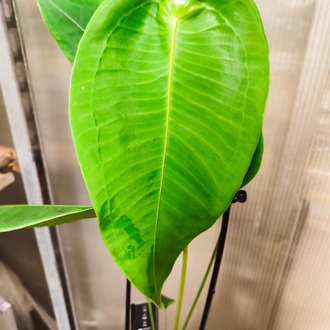 Anthurium Peltigerum