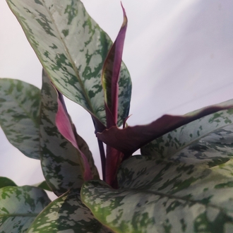 Apobalis altissima