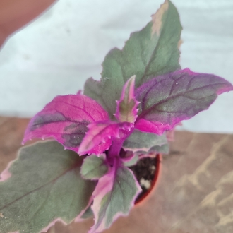 Gynura Arabitica Varigate