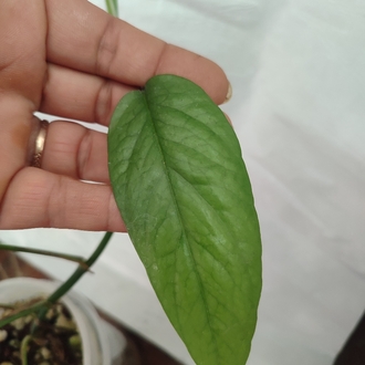 Epipremnum cebu blue olgunluga gecmekte