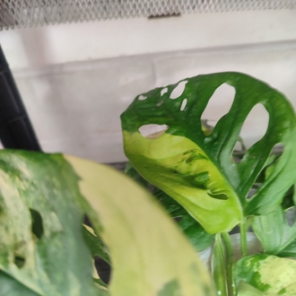 Monstera Adansonii Aurea Köklü celikler