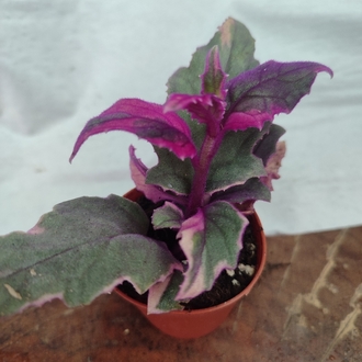 Gynura Arabitica Varigate