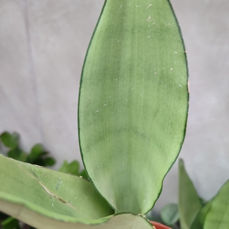 Sansaveria Moon Shine