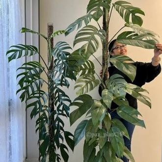 Epipremnum cebu blue olgunluga gecmekte