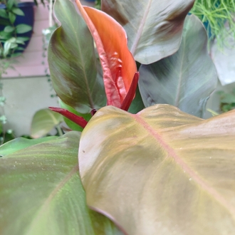Philodendron Mccoleys finale