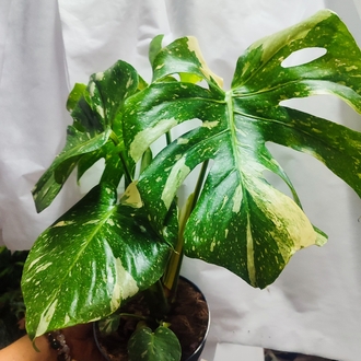 Monstera Thai Constalation