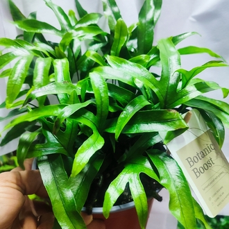 Microsorum diversifolium