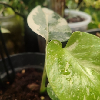 Monstera Thai Constalation Cream Brulee