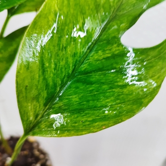 Epipremnum Pinnatum Mint Variegata