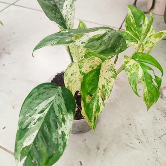 Epipremnum Marble King