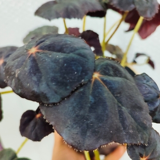 Begonia Red Conga